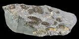 Ammonite Cluster - Somerset, England #63510-2